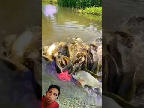 TERNYATA IKAN LAPAR ⁉️#shorts