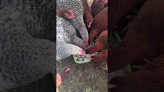 DIY Frozen Flock Treat
