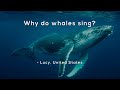 Understanding Whale Songs