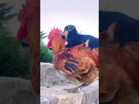 A big rooster carries a dog on his back climbing the stairs. Cute pet debut plan. Dog. Golden Su