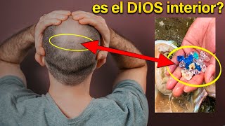 Hallaron Cristales en Cerebros Humanos! ~ (¡Casi Prohibido!)