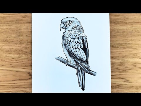 How to Draw a Beautiful Macaw Bird | Easy & Realistic | Macaw Bird Drawing – Step by Step