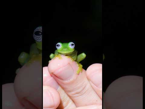 Frog Hypnosis?! Look at those eyes!