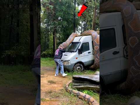 देखो कैसे ? अजगर ने आदमी को निगल लिया ~ 😱😰 #shorts #youtubeshorts #trending