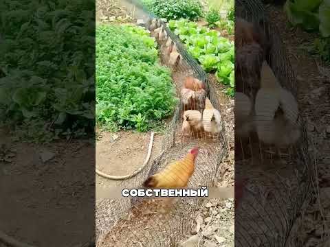 Каждый ДАГЕСТАНЕЦ ОБЯЗАН построить Ферму 🤯