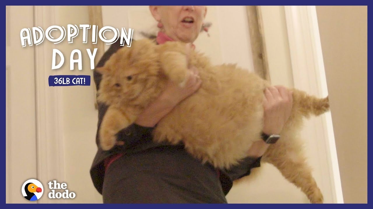 36-Pound Cat Finds A Mom Who Just Gets Him Adoption Day