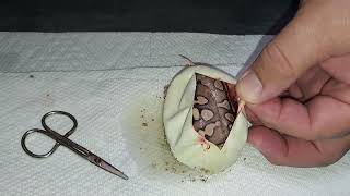 2026: Clutch #11: Ball Python EGGS! Enchi Calico X Banana Mojave Killerbee Clown ~ Nice het 🤡 Combos
