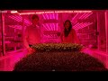LED Technology in Plant Growth