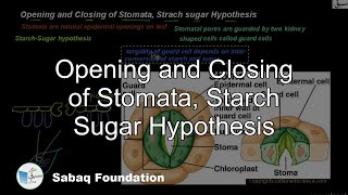 Opening and Closing of Stomata, Starch Sugar Hypothesis