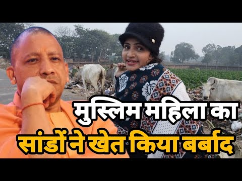 मुस्लिम महिला का सांडों ने खेत किया खाकर बर्बाद तो योगी जी से क्या किया महिला ने अपील ।Siraj Ashu ।