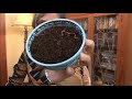 Life Cycle of Earthworms