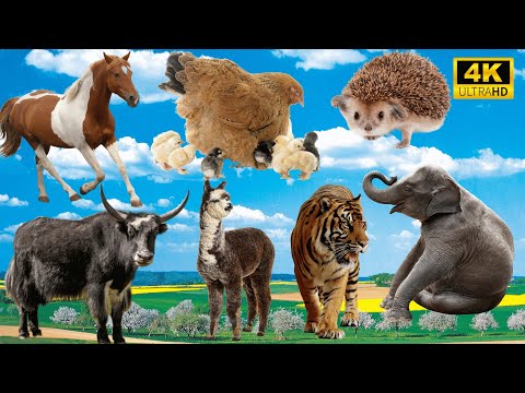 4K Wild Animal Sounds: Horse, Chicken, Porcupine, Cow, Tiger, Elephant - Incredible Animal Noises