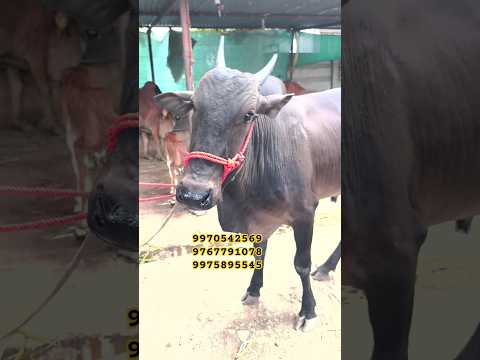 #safarbazarachi #cow #gircowgujaratbhavngar #cattlefarm #dairyherd #bull #farming #dairyfarm