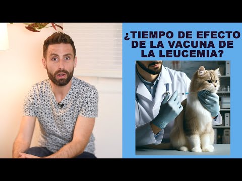 ¿Cuánto dura el efecto de la vacuna de la leucemia felina? ¿Cuándo empieza  a hacer efecto?