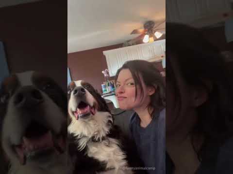 My dog has a different attitude🐶😂dog #doglover #funny #funnyvideos #foryou #fypage   #dogs