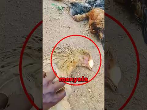 Api Keluar Dari Mulut Ayam