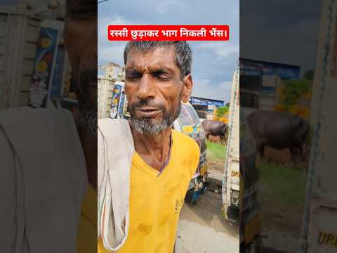 रस्सी छुड़ाकर भाग निकली भैंस || The buffalo freed itself from the rope and ran away.