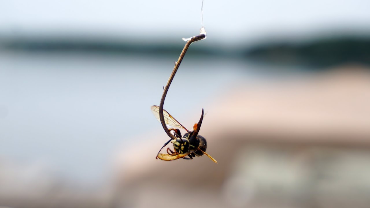 Catching Fish on HORNETS & LARVA Field Trips Connecticut