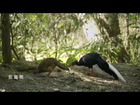 保島－臺灣自然保護區域紀錄影片(國語版)(1) - YouTube
