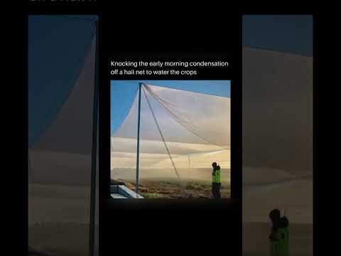 Knocking the early morning condensation off a hail net to water the crops.