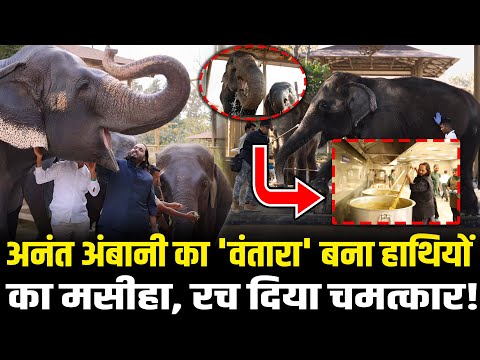 Anant Ambani का Vantara बना हाथियों का मसीहा, रच दिया चमत्कार! | Anant Ambani Vantara | HCN News
