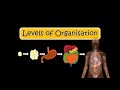 Exploring Levels of Organisation in Multicellular Organisms