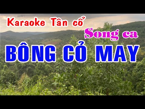 Karaoke tân cổ BÔNG CỎ MAY – SONG CA (Tân cổ trước 75)