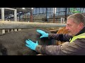 Body Condition Scoring in Cows