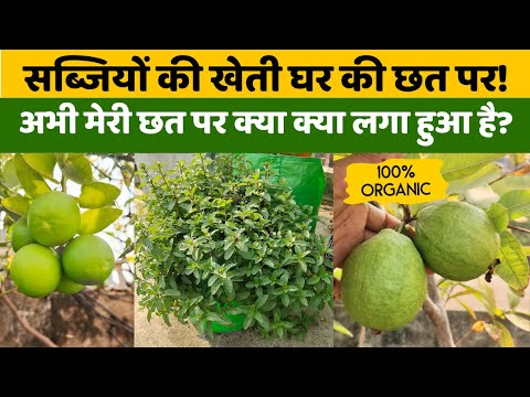 सब्जियों की खेती घर की छत पर! अभी मेरी छत पर क्या क्या लगा हुआ है? Terrace Garden Tour & Tips Hindi