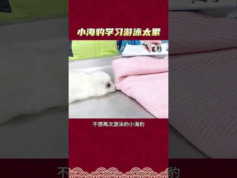小海豹学习游泳太累