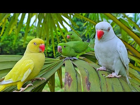 Ringneck Parrot Calling Sounds