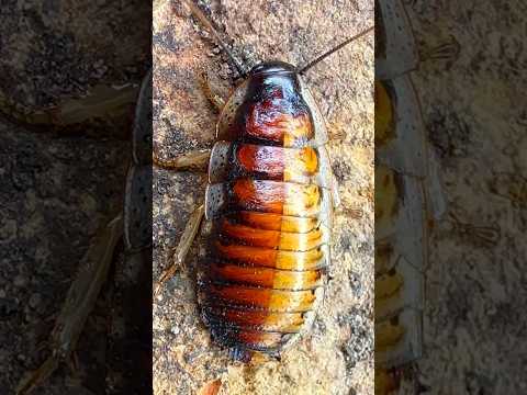 TRANS-RACIAL COCKROACH! (Extremely Rare)