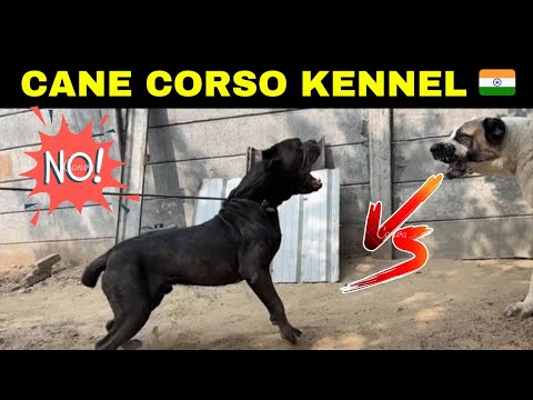 Cane Corso बाघ का शिकार करने वाला कुत्ता 😈 || Cane Corso Puppy || Cane Corso Dog Kennel.