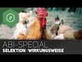 selektion-wirkungsweisen-evolution-abitur-special/
