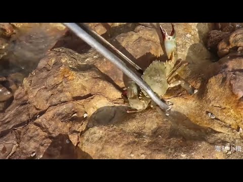 趕海抽水抽出兇狠螃蟹，阿梅霸佔整坑「猛貨」，忙到腳不沾地【海村小梅】