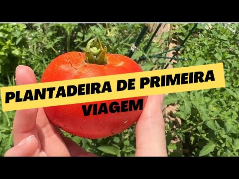 Macarronada com meu 1º tomate e dois mini chefs!