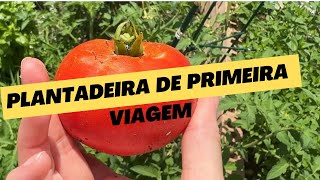 Macarronada com meu 1º tomate e dois mini chefs!