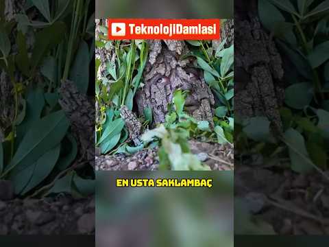 Özel Kuvvetler Saklanan Kişileri Bulabilecek mi? (@Zealous)