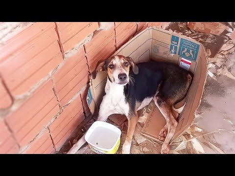 Punished and Running Away from owner, He Cries in pain when saved after days