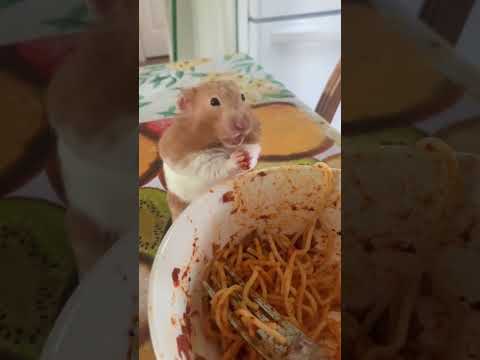 Hamster core #funnyshorts #funny #animals #pets #fyp #foryou #hamsters #funnyvideo