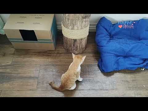 DIY   Artesanato para Gatos!!! Faça Você Mesmo uma Toquinha Única com Cesto de Palha