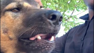 I love The dog 🐶🤩