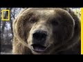 Grizzly Bear Safety Guidelines