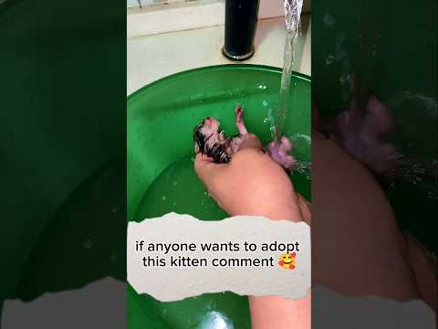 this man saved kittens #animalrescue #wildliferescue #animals #kitten