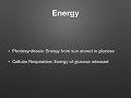 Photosynthesis and Cellular Respiration Concepts