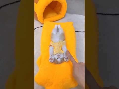 This Cat Refuses to Sleep on Its Bed! ๐๐ฑ