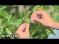 American Chestnut Restoration and Genetic Modification