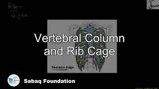 Vertebral Column and Rib Cage