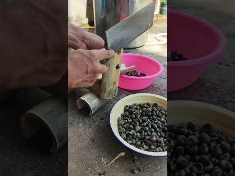 Baixo custo e alta segurança! Ferramentas de processamento de caracol de bambu são exibidas