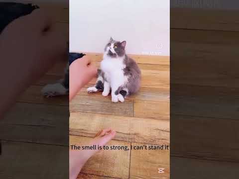 Cats Funny Reaction 😂 #cat #kitten #cats #viral #comedy #funny #catmemes #kittenlove